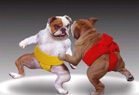 Sumo dogs