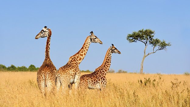 Giraffes added to ‘vulnerable’ list 長(zhǎng)頸鹿被列入“易危”物種名單