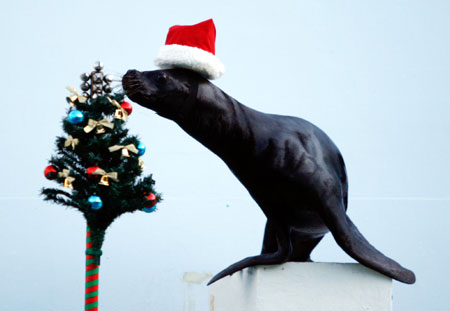 Sealion wears Santa hat for Christmas holiday season