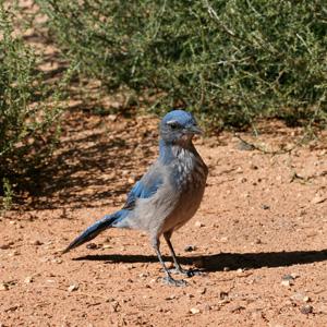 Study: noisy environment affects plants