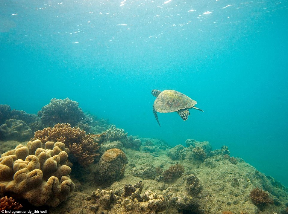 驚艷的海底世界 與海豹和大白鯊親密接觸