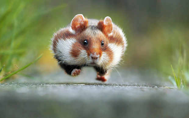 萌翻天！2015最逗比動物圖集