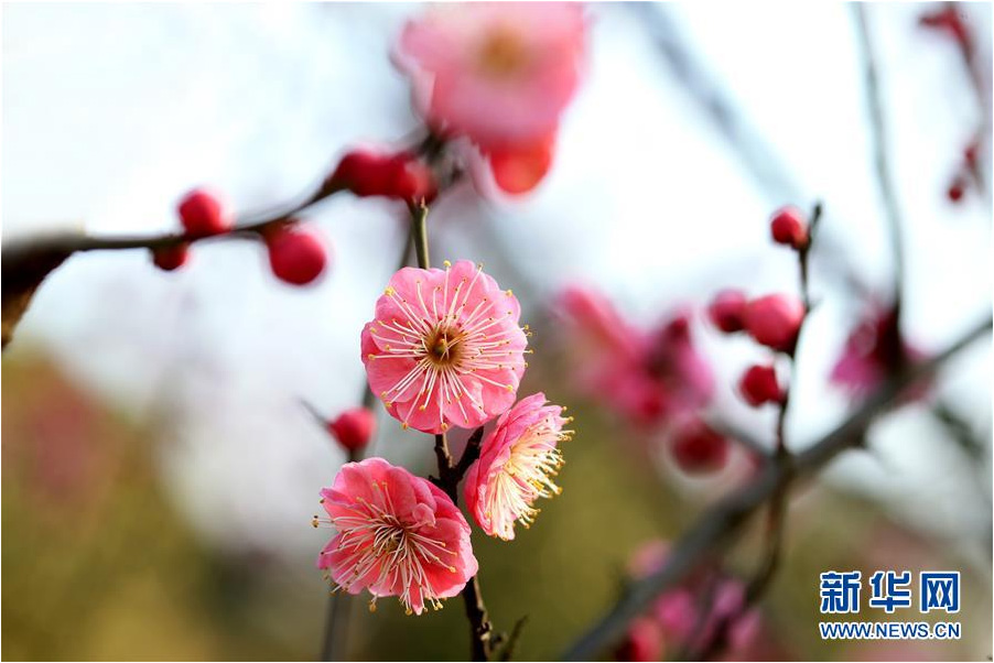 又到一年踏青時 花間春色惹人醉（組圖）