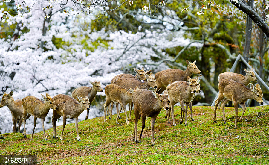 日本奈良公園櫻花盛開 小鹿穿梭其中如林間精靈（組圖）