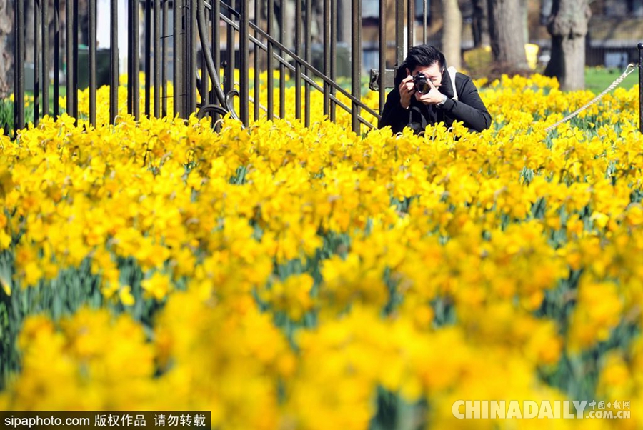 大好春光豈可負？世界各地盡享花海美景（組圖）