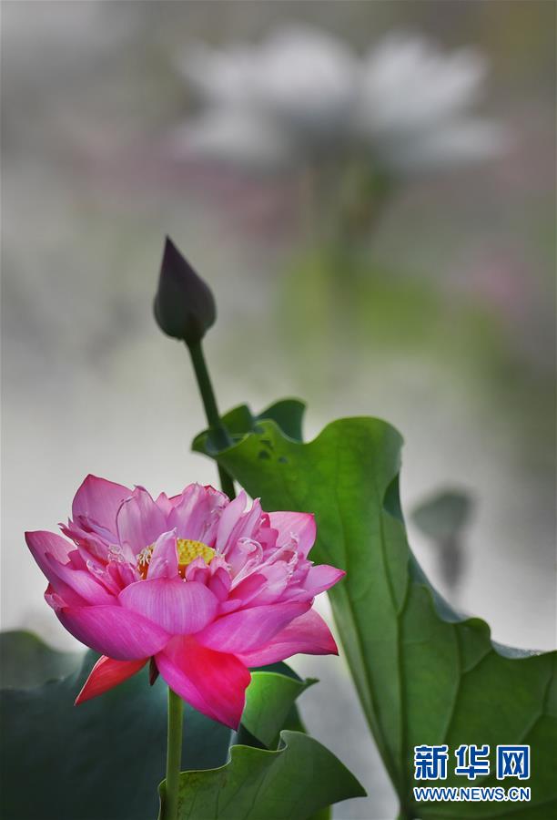 雨后晨霧中的夢幻荷塘（組圖）