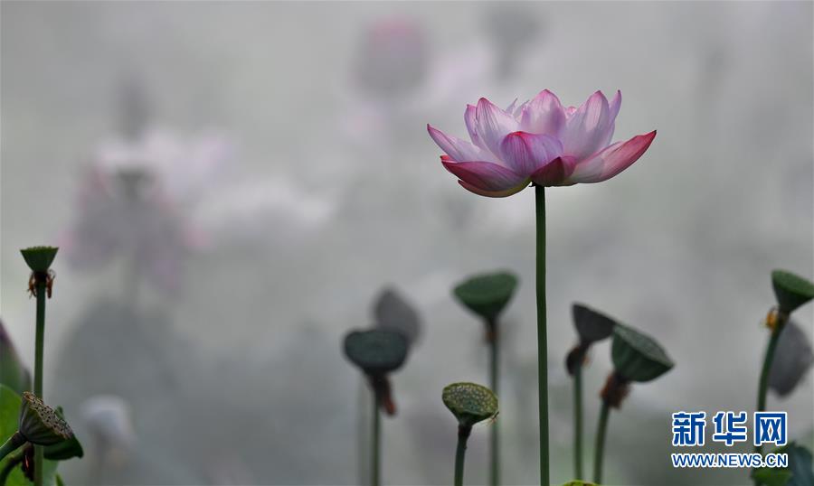 雨后晨霧中的夢幻荷塘（組圖）