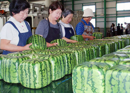 JP unveils square watermelon <BR>日培育出方形西瓜(圖)