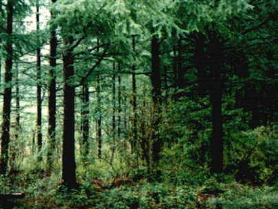 頤養(yǎng)身心的“森林浴” forest bathing